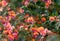 Orange and pink flowers of the Australian native Heart Leaf Flame Pea, Chorizema cordatum, family Fabaceae
