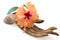 Orange and pink hibiscus flower on wooden hand