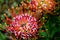 Orange and Pink Pincushion Protea, Kirstenbosch, Cape Town, South Africa