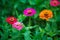 Orange, pink and red zinnia flower growing in the garden