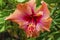 Orange Pink Tropical Double Hibiscus Flower Easter Island Chile