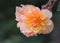 Orange pink tuberous begonia blossom with shallow depth of field on colorful natural blurred background