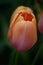 Orange and pink tulip is just opening in the spring in Holland.