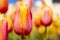 Orange Pink Yellow Tulip Flower with blurred background colorful horizontal