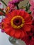 Orange and pink Zinnia flowers close up