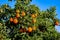 Orange plantation. Oranges branch with green leaves on tree