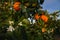 Orange plantation. Oranges branch with green leaves on tree