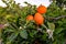 Orange plantation. Oranges branch with green leaves on tree.Blossom Orange