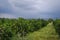 Orange plantation in Sicily, Italy