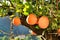 Orange plantation in the Valencian orchard