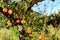 Orange plantation in the Valencian orchard