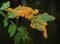 An orange plasmodium of a slime mold on a grass