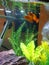 Orange Platy fish