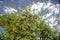 Orange plum tree loaded of ripe fruits