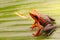 Orange poison dart frog, Ameerega silverstonei