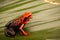 Orange poison dart frog, Ameerega silverstonei