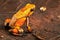 Orange poison dart frog Oophaga histrionica from the tropical rain forest of Colombia