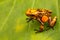 Orange poison dart frog Oophaga histrionica from the tropical rain forest of Colombia