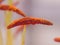 Orange pollen closeup