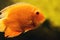 Orange Pomacentridae fish