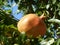 Orange pomegranate with leafs around it