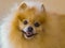 Orange Pomeranian Portrait closeup