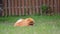 orange pomeranian spitz dog gnaws on a stick on green grass in garden