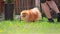 orange pomeranian spitz dog with a stick in its teeth is playing with its owner while running on green grass