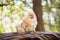 Orange Pomeranian standing on a log in the forest.