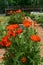 Orange Poppies Blooming in Flower Garden