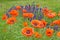 Orange poppies, buds and Salvia on hillside in Spring