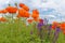 Orange poppies, buds and Salvia on hillside in Spring