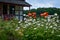 Orange Poppies and White Daisies by House