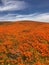 Orange poppies, wildflowers and windy skies smart phone wallpaper