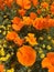 Orange poppies and yellow wildflowers smart phone wallpaper