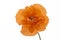 Orange poppy