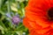 Orange Poppy and blue cornflower flower