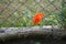 Orange poppy with a double row of petals near the chain link fence blooms in May. Berlin, Germany