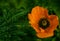 Orange poppy flower on a green leaf background. A beautiful poppy blooms in the green grass. Soft focus. Close-up.