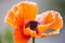 Orange poppy flower papaver somniferum close up. Sunny day and nature concept