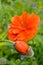 Orange Poppy flowers from beginning to full bloom