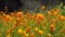 Orange Poppy Flowers in a View Panning from Left to Right During a Super Bloom