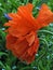 Orange Poppy in garden of blue flowers