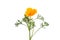 orange poppy isolated