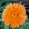 An orange Pot Marigold. Aerial view.