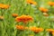 Orange pot marigold bloosom - Calendula officinalis field