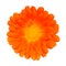 Orange Pot Marigold - Calendula officinalis