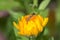 An Orange Pot Marigold Flower with a tiny Hover Fly