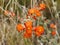 Orange prairie flowers