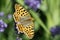 An orange pretty butterfly, Argynnis paphia, sitting on lavender blossoms
